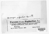 Endophyllum euphorbiae-sylvaticae image